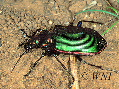 Fiery Searcher (Calosoma scrutator)